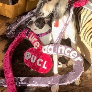 Cuddle with Artemis Cure Cancer’s pet therapy dog